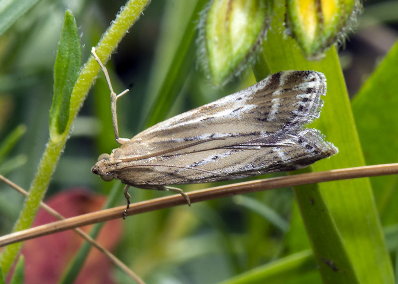 Pyralidae - Pempeliella ornatella